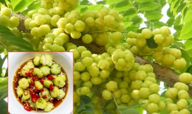 មិនគួរឲ្យជឿ! កន្ទួតមិនត្រឹមតែយកមកហូបផ្លែប៉ុណ្ណោះទេ តែក៏ជាឱសថធម្មជាតិព្យាបាលជំងឺបានផងដែរ!