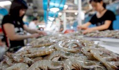 ញ៉ាំបង្គាឆៅ តើអាចគ្រោះថ្នាក់ទេ?