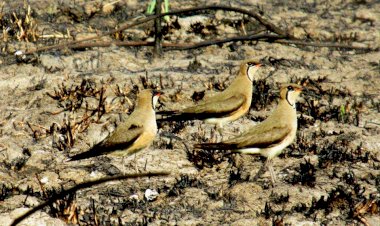 អង្គការ BirdLife International រកឃើញ សត្វទន្ទ្រីតធំ ធ្វើដំណើរជាង ៨,០០០ គីឡូម៉ែត្រ ពីប្រទេសអូស្ត្រាលីមកកាន់តំបន់ការពារទេសភាពបឹងព្រែកល្ពៅ ប្រទេសកម្ពុជា