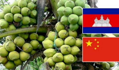 ក្រុមហ៊ុនចិនធំមួយមានបំណងចង់បង្កើតរោងចក្រកែច្នៃទឹកដូងនៅកម្ពុជា