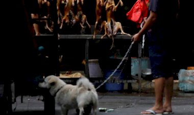 ពិព័រណ៌សាច់សុនខប្រចាំឆ្នាំរបស់ប្រទេសចិនកំពុងប្រព្រឹត្តិឡើង