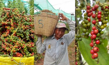 កម្ពុជានាំម្រេចចេញបានជាងពីរពាន់តោនក្នុងរយៈពេល៤ខែដើមឆ្នាំនេះ