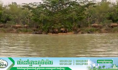 ប្រជាពលរដ្ឋប្រទះឃើញហ្វូងដំរីព្រៃចំនួន ៣៨ក្បាល ក្នុងដែនជម្រកសត្វព្រៃកែវសីម៉ា