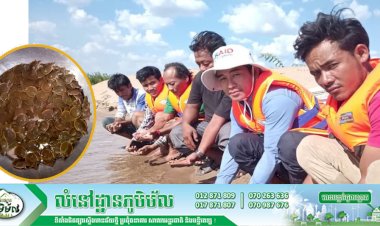 អង្គការ WCS សហការជាមួយរដ្ឋបាលជលផល លែងកូនកន្ធាយក្បាលកង្កែបចំនួន ១៤៨ក្បាល ចូលក្នុងទីជម្រកធម្មជាតិតាមដងទន្លេមេគង្គស្ថិតក្នុងស្រុកសំបូរ ខេត្តក្រចេះ