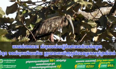 ដំណឹងរីករាយ! មកដល់ពេលនេះ សំបុករបស់បក្សីតំណាងជាតិរបស់កម្ពុជា ចំនួន ១០សំបុកហើយ ត្រូវបានរកឃើញក្នុងដែនជម្រកសត្វព្រៃលំផាត់