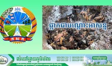 ក្រសួងកសិកម្មចេញសេចក្ដីប្រកាស ផ្អាកជាបណ្តោះអាសន្នលើការទិញ ការលក់ឬការដឹកជញ្ជូនបក្សីគ្រប់ប្រភេទចេញ ឬចូល ក្រោយផ្ទុះករណីជំងឺផ្តាសាយបក្សីនៅខេត្តបាត់ដំបង