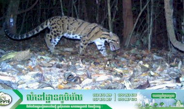 ខ្លាពពកត្រូវបានចុះក្នុងបញ្ជីក្រហម IUCN ថាជាប្រភេទងាយរងគ្រោះថ្នាក់នៅក្នុងពិភពលោក