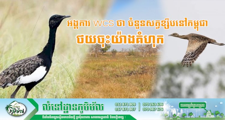 អង្គការ WCS ថា ចំនួនសត្វខ្សឹបនៅកម្ពុជា ថយចុះយ៉ាងគំហុក