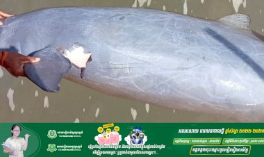 មន្ត្រីជំនាញផ្នែកអភិរក្ស សម្តែងការសោកស្តាយចំពោះការស្លាប់របស់ផ្សោតទន្លេមេគង្គមួយក្បាល និងអំពាវនាវឱ្យបញ្ឈប់ជាបន្ទាន់ចំពោះការប្រើប្រាស់មង និងឧបករណ៍ឆក់នៅតំបន់ផ្សោតរស់នៅ