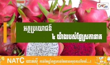 [វីដេអូ] # Ep.77 អត្ថប្រយោជន៍ ៤យ៉ាងរបស់ផ្លែស្រកានាគ