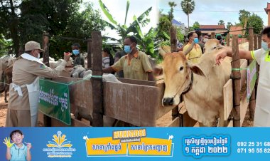 ខេត្តសៀមរាបចាប់ផ្តើមយុទ្ធ នាការចាក់ចាក់វ៉ាក់សាំងការពារជំងឺផ្សេងៗដល់សត្វគោក្របីនារដូវវស្សានេះ