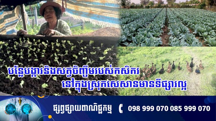 បន្លែបង្ការ និងសត្វចិញ្ចឹមរបស់កសិករនៅក្នុងស្រុកសេសានមានទីផ្សារល្អ