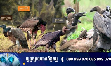 សត្វត្មាតចំនួន ១៣១ ក្បាលត្រូវបានកត់ត្រានៅក្នុងតំបន់អភិរក្សចំនួន ៣ នៅក្នុងប្រទេសកម្ពុជា