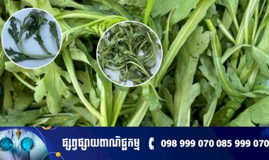 ជីរតាំងឱ - Celery