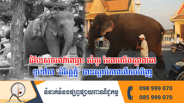 ដំរីទេសចរណ៍ឈ្មោះ សំបូរ ដែលយើងស្គាល់ជាទូទៅថា