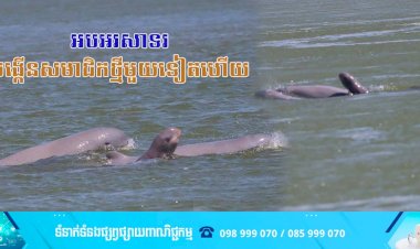 កាលពីម្សិលមិញនេះ មានកូនផ្សោតកើតថ្មីនៅអន្លង់កាំពី