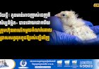 ជោគជ័យថ្មី! កូនមាន់អាចញាស់ចេញពី «ស៊ុតសិប្បនិម្មិត» បានដោយជោគជ័យ ខណៈក្រុមហ៊ុនអាមេរិកមួយកំណត់គោលដៅប្រោសសត្វផុតពូជឱ្យរស់ឡើងវិញ