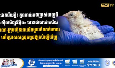 ជោគជ័យថ្មី! កូនមាន់អាចញាស់ចេញពី «ស៊ុតសិប្បនិម្មិត» បានដោយជោគជ័យ ខណៈក្រុមហ៊ុនអាមេរិកមួយកំណត់គោលដៅប្រោសសត្វផុតពូជឱ្យរស់ឡើងវិញ